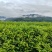 武夷山岩茶批发，定做礼盒如有意向电话或留言