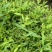 武夷山岩茶批发，定做礼盒如有意向电话或留言