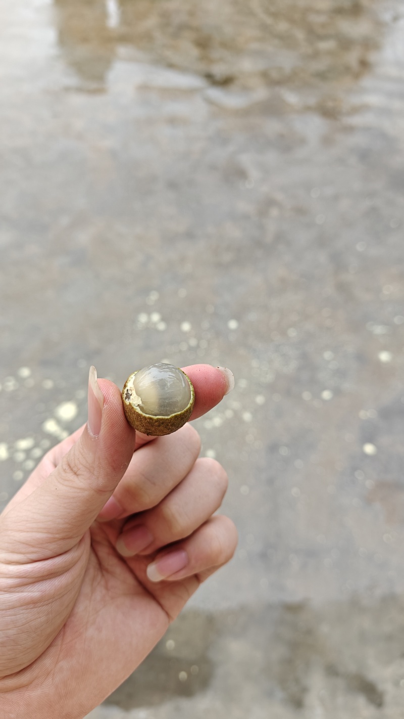 石硖龙眼，自己家种的，又甜又脆，欢迎采购
