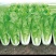 毛白菜杭白菜