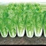 毛白菜杭白菜