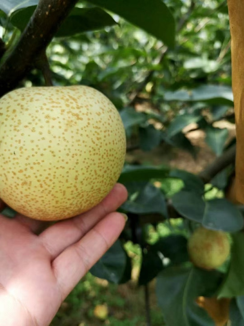 早脆蜜梨