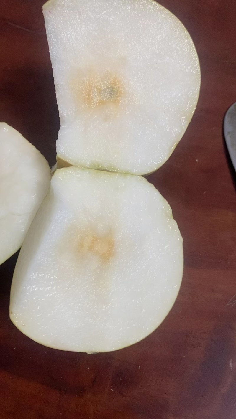 早脆蜜梨