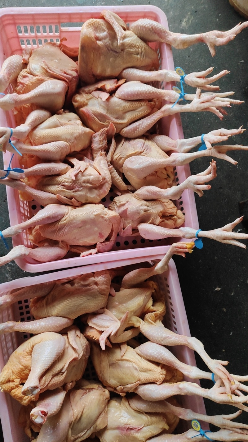 闫记家禽批发