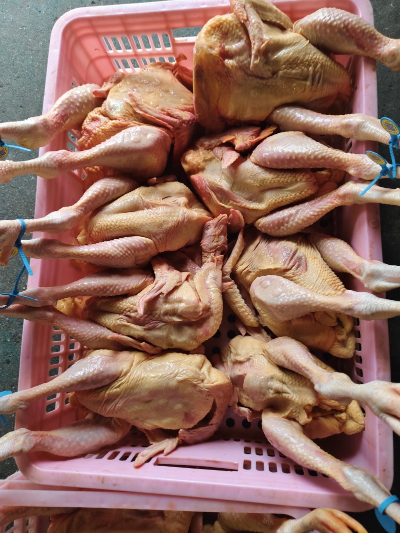 闫记家禽批发