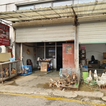闫记家禽批发