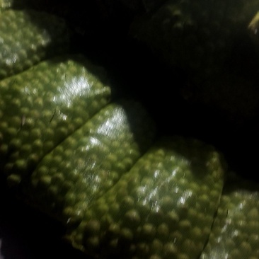 青皮核桃45mm起