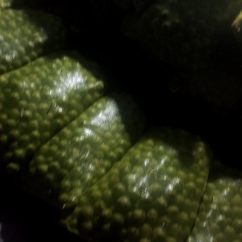 青皮核桃45mm起