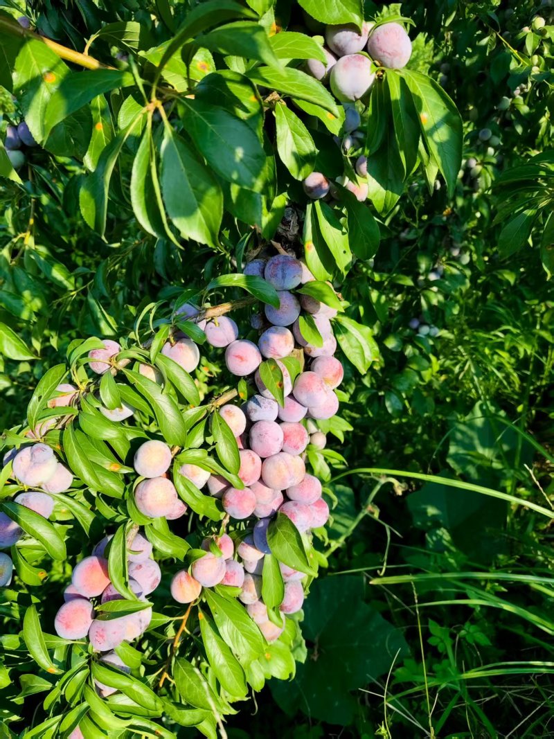 珍珠李脆红李口感脆甜，产地货源充足量大，产地直发欢迎定购