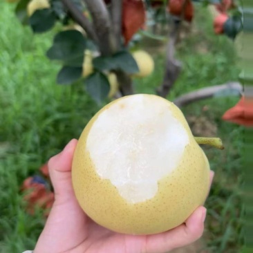 皇冠梨大量上市