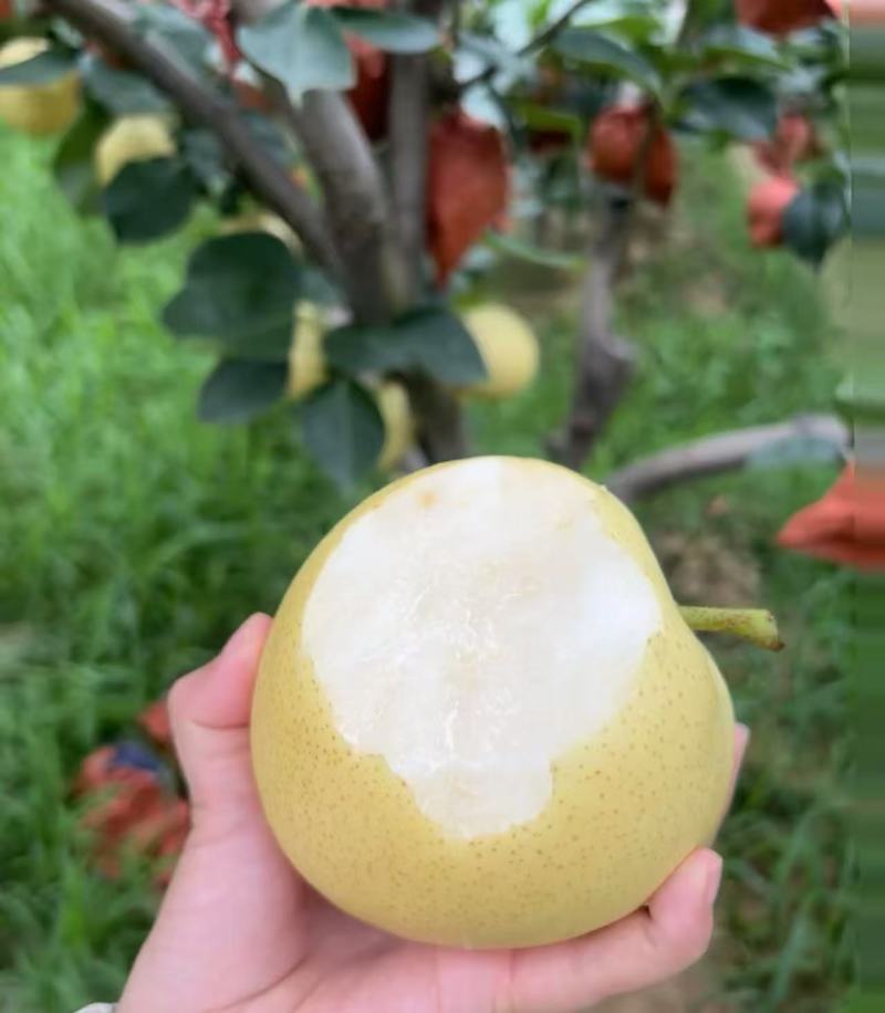 皇冠梨大量上市