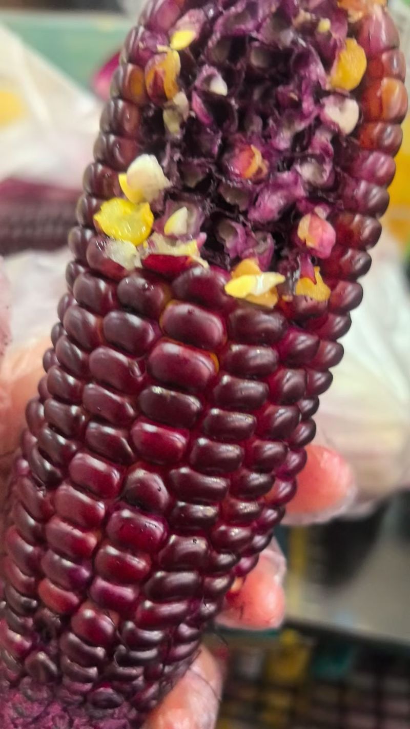 甜糯黑玉米上市