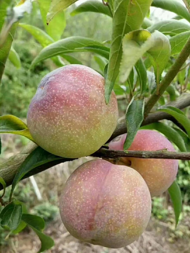 汉源高山半边红