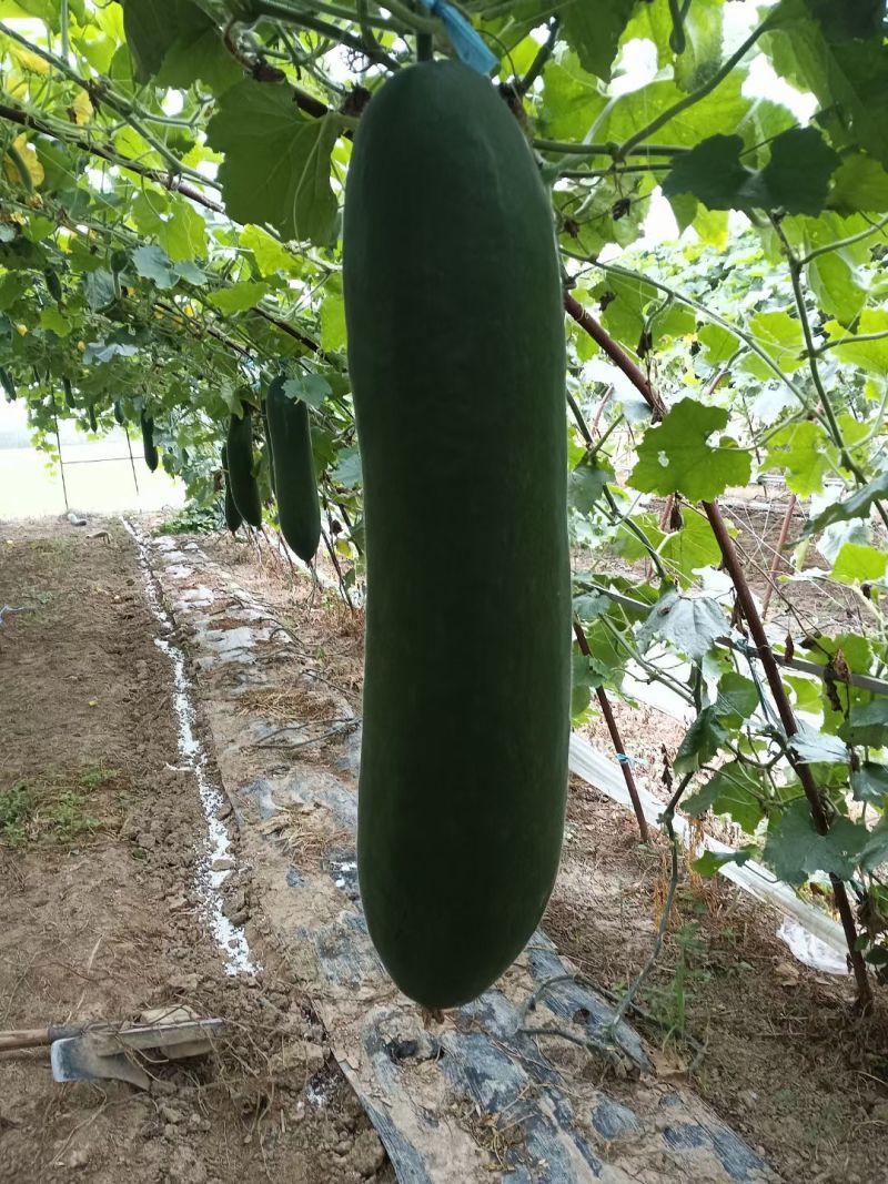 冬瓜