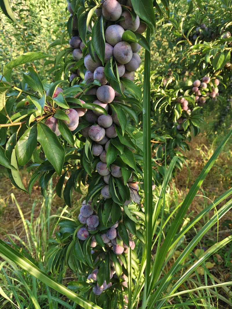 贵州小脆红李，贵州李子，产区发货，现摘现发