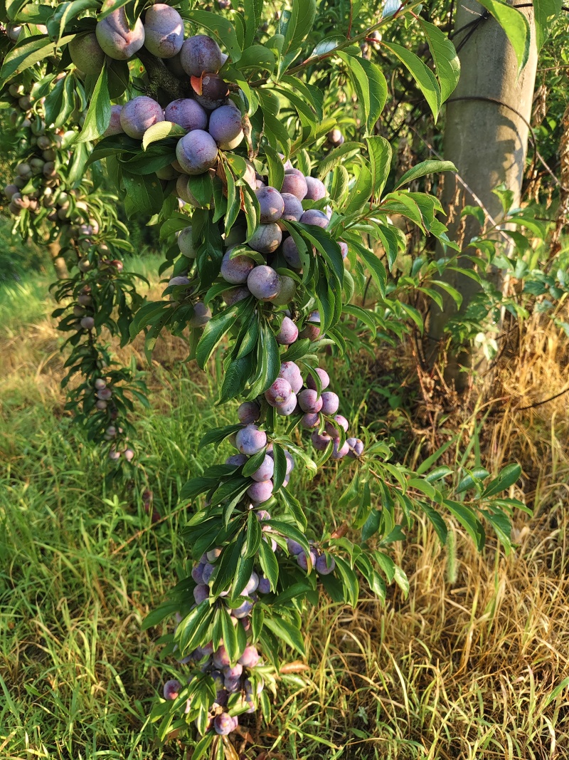 贵州小脆红李，贵州李子，产区发货，现摘现发