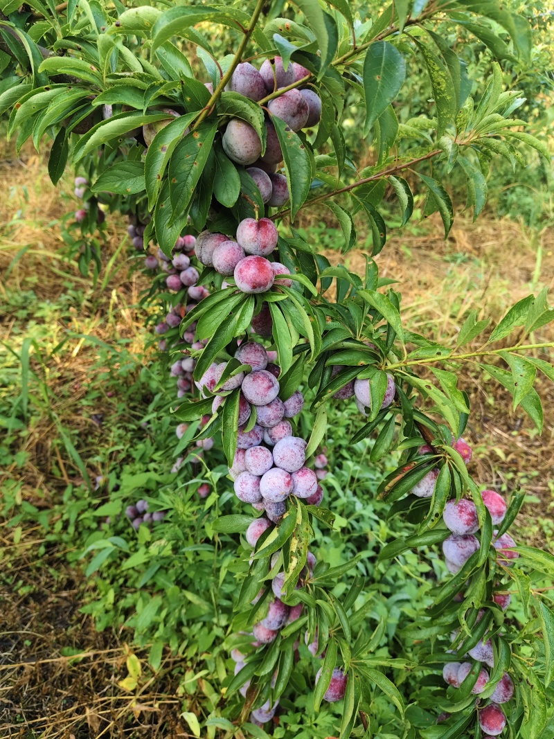 贵州小脆红李，贵州李子，产区发货，现摘现发