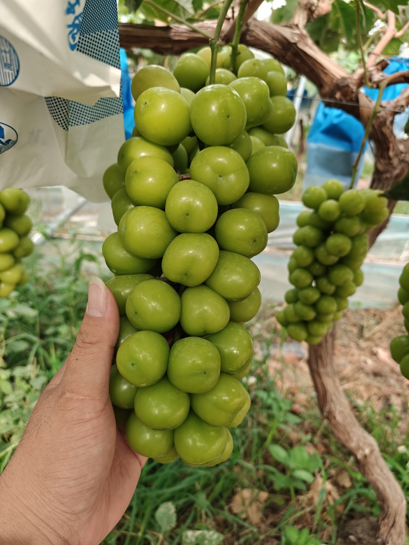 自根苗阳光玫瑰，低糖16+，已成熟，三模促早，香脆甜