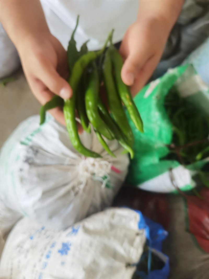 河南扶沟露天线椒