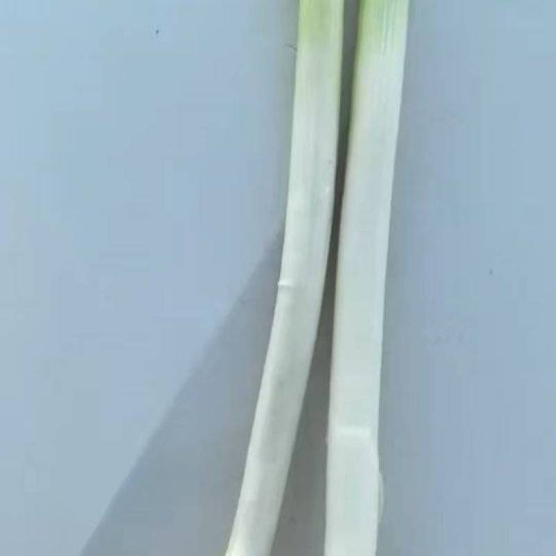 长白大葱