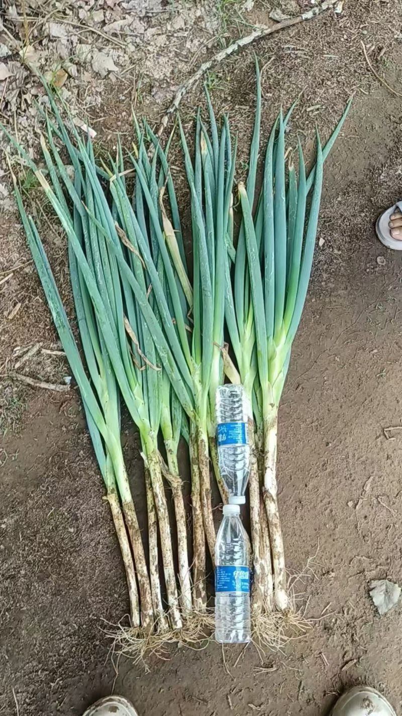 长白大葱