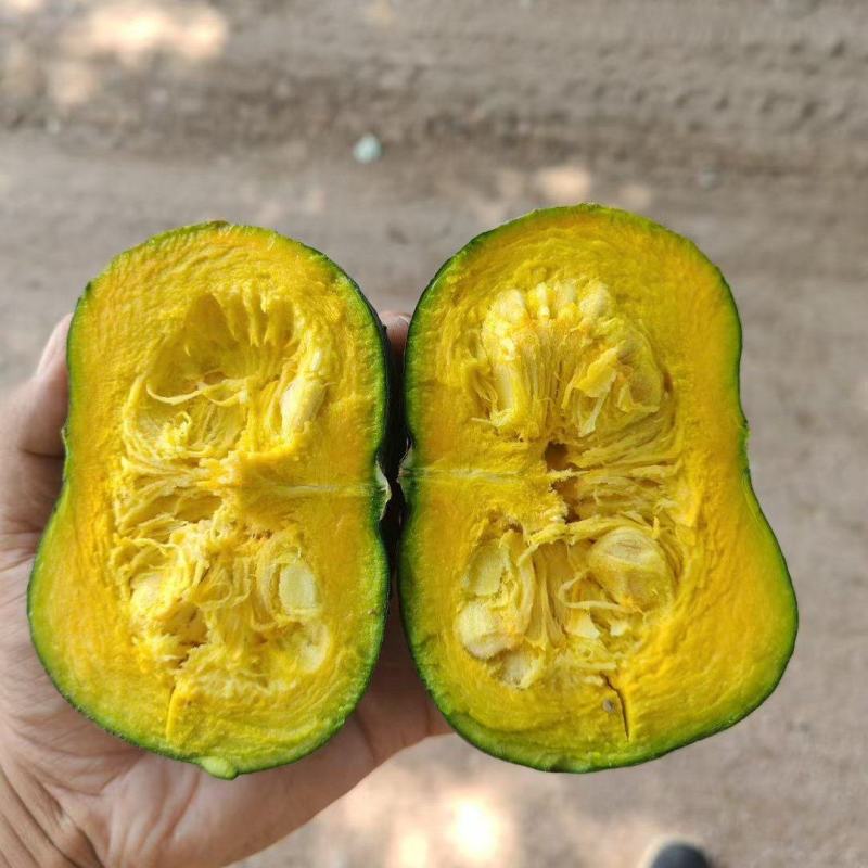 沙地贝贝南瓜