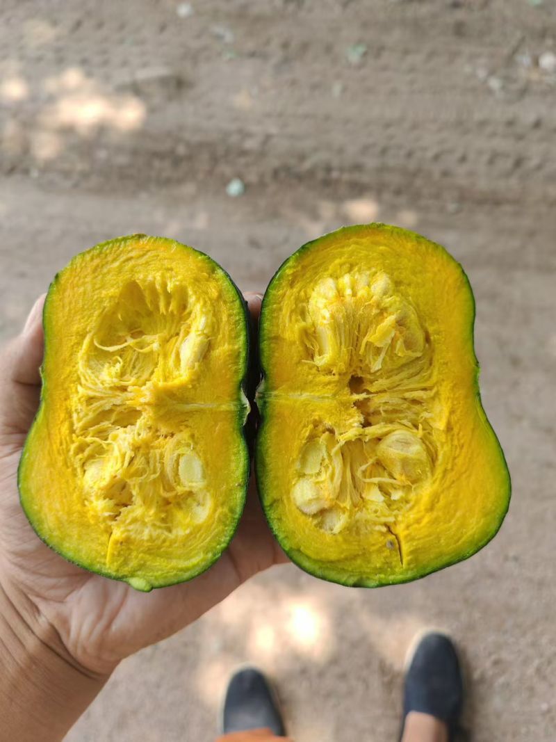 沙地贝贝南瓜