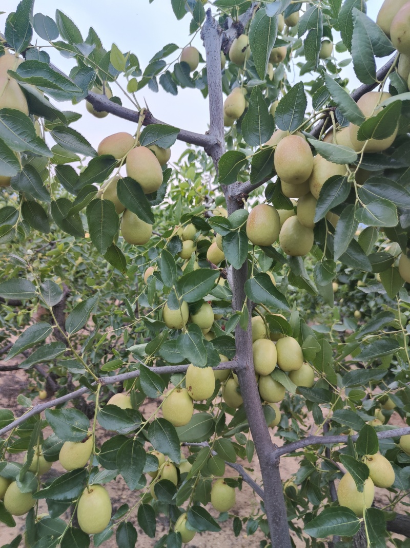 赞皇大枣