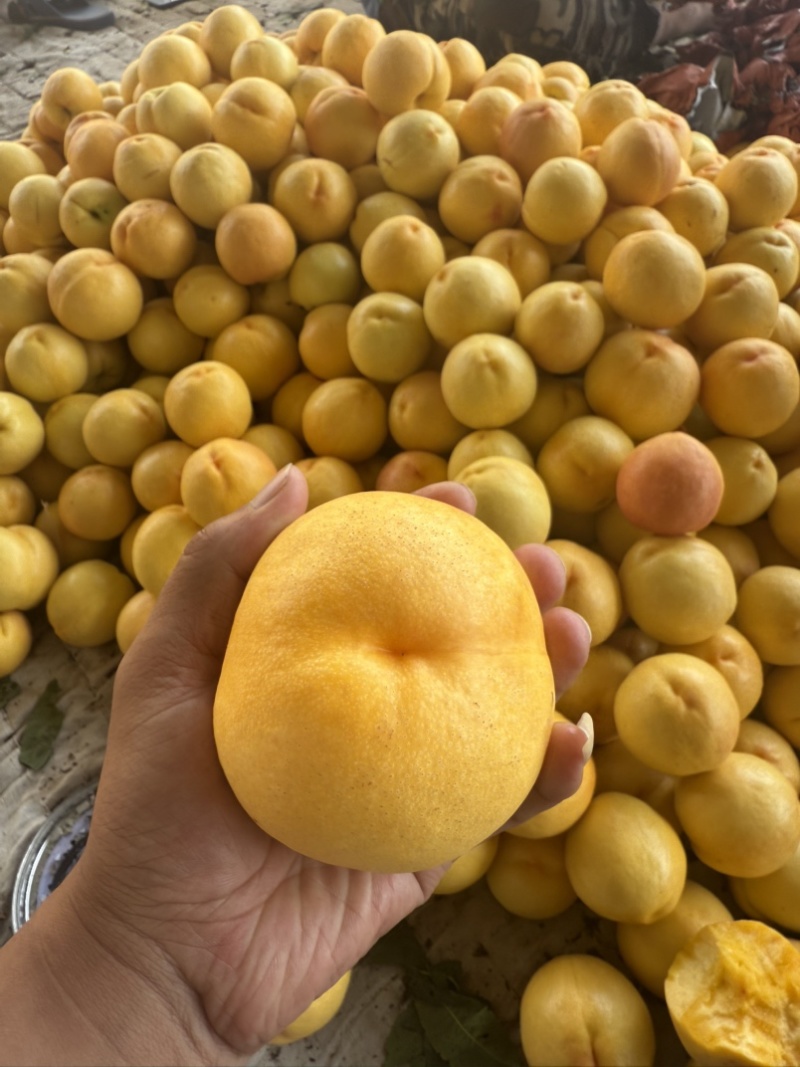 黄油桃
