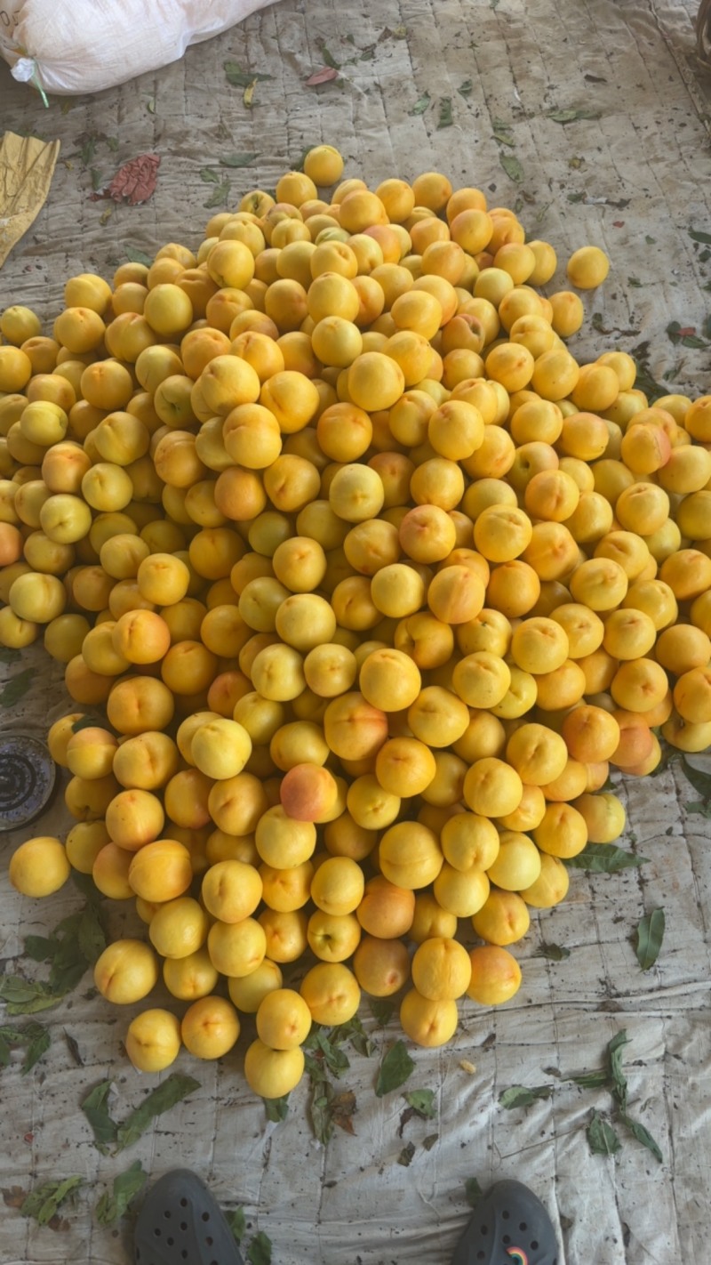黄油桃