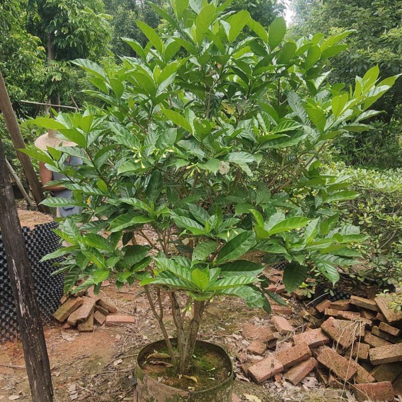 狗牙花
