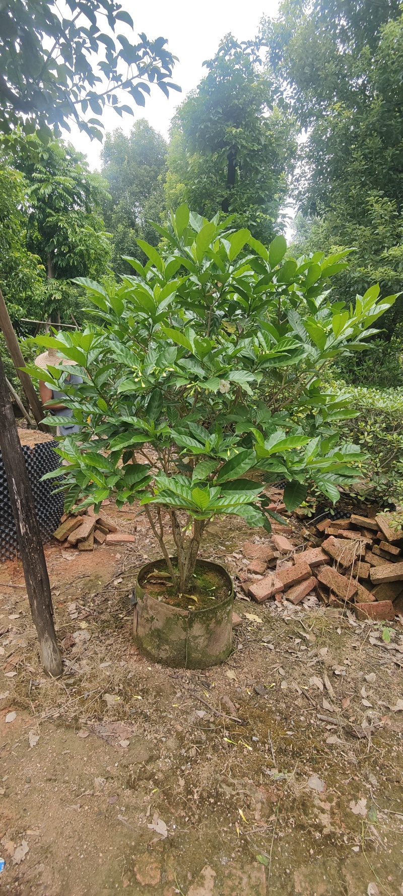 狗牙花
