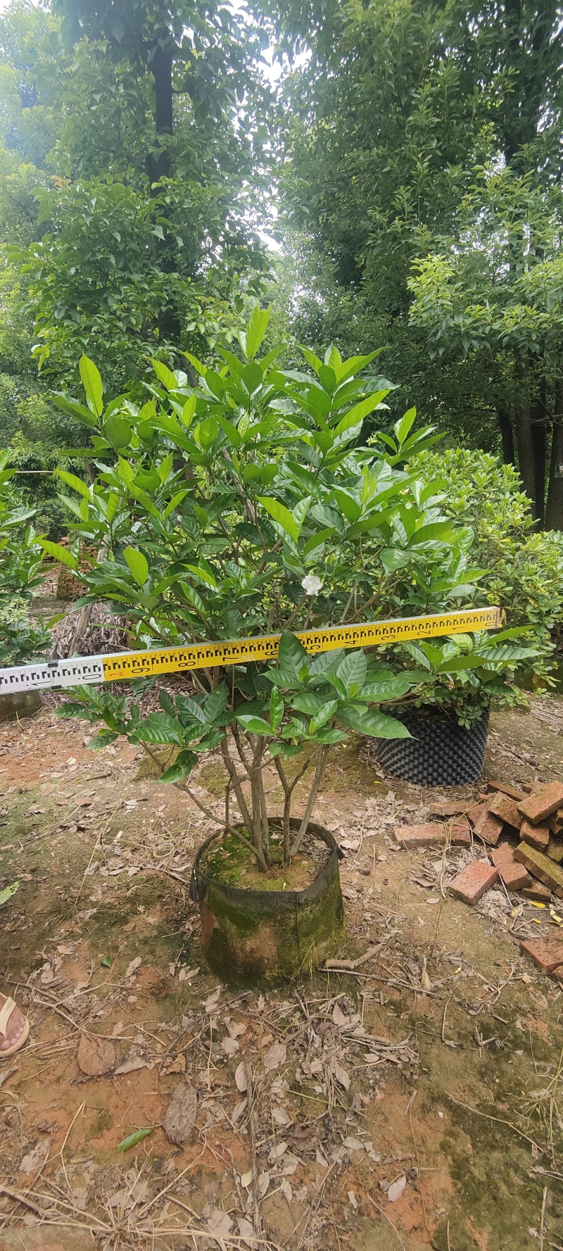 狗牙花