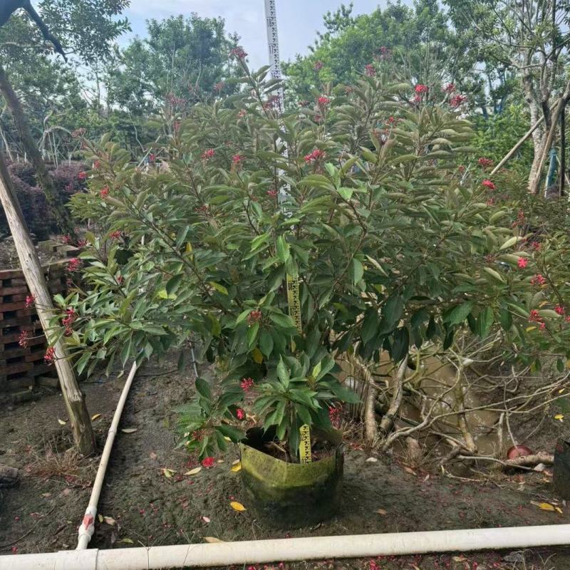 琴叶珊瑚