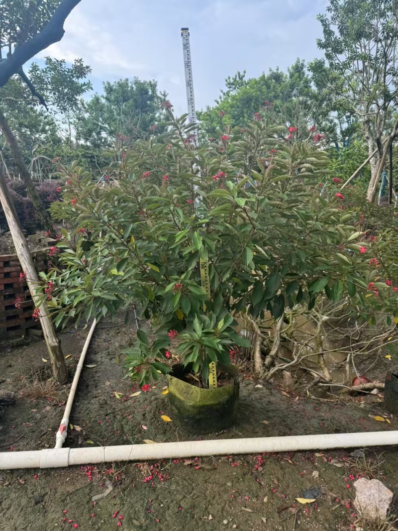琴叶珊瑚