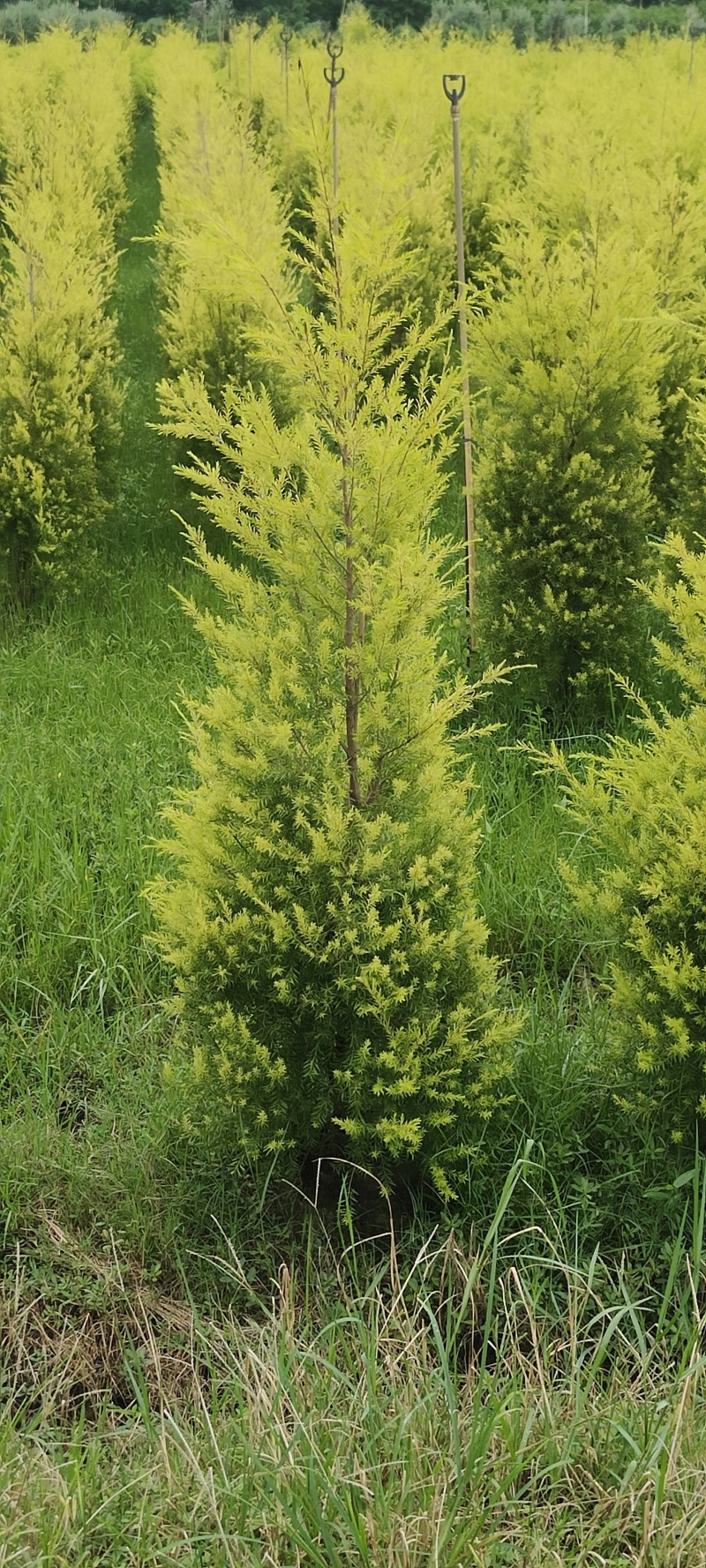 黄金香柳