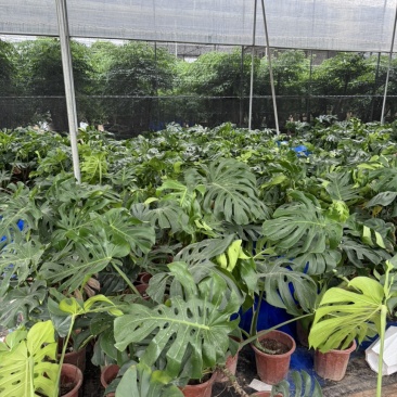 龟背竹处理，80公分以上，3片叶子以上，价格个位数