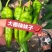 辣妹子，