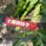 辣妹子，