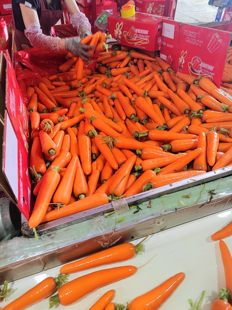 三红精品红萝卜大量供，电商，市场，商超
