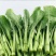 广东甜菜心农场现摘河源和平农场种植新鲜香甜菜心