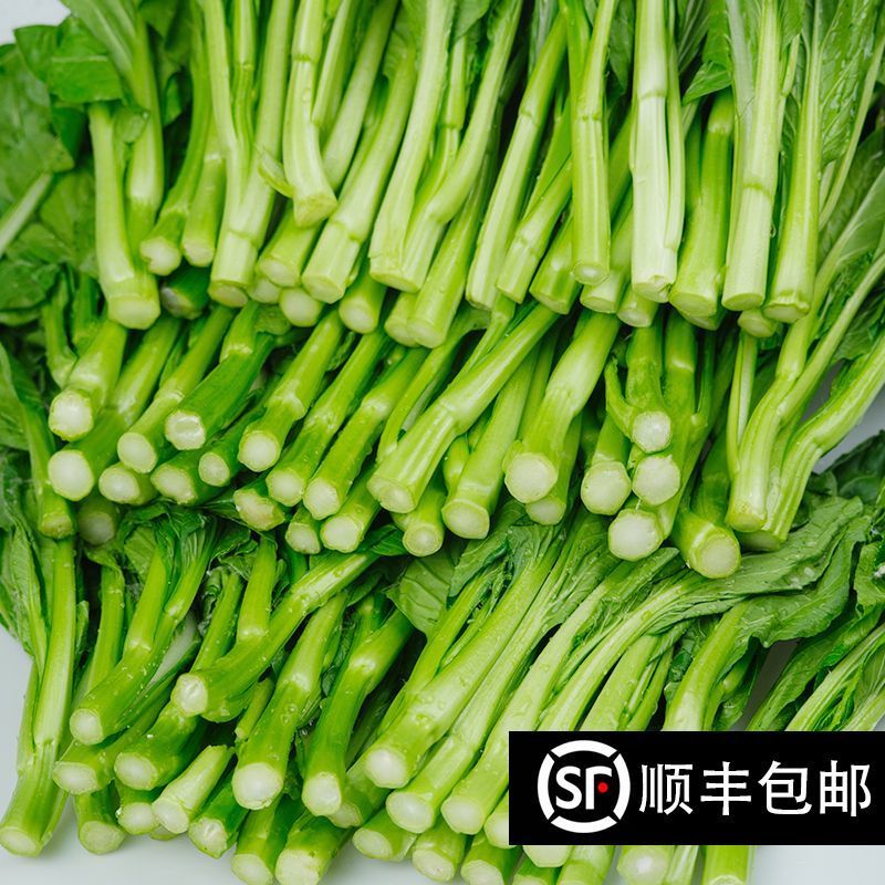 广东甜菜心农场现摘河源和平农场种植新鲜香甜菜心