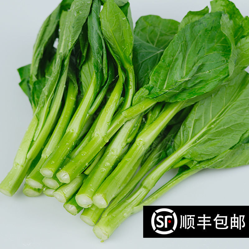广东甜菜心农场现摘河源和平农场种植新鲜香甜菜心