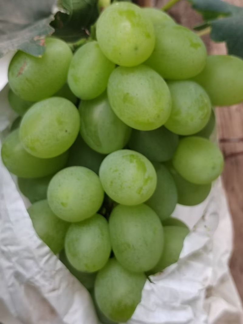 山西运城维多利亚大量上市，欢迎老板合作共赢