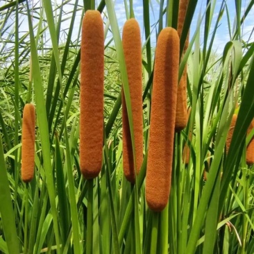 野生蒲棒量多价格从优