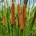 野生蒲棒量多价格从优