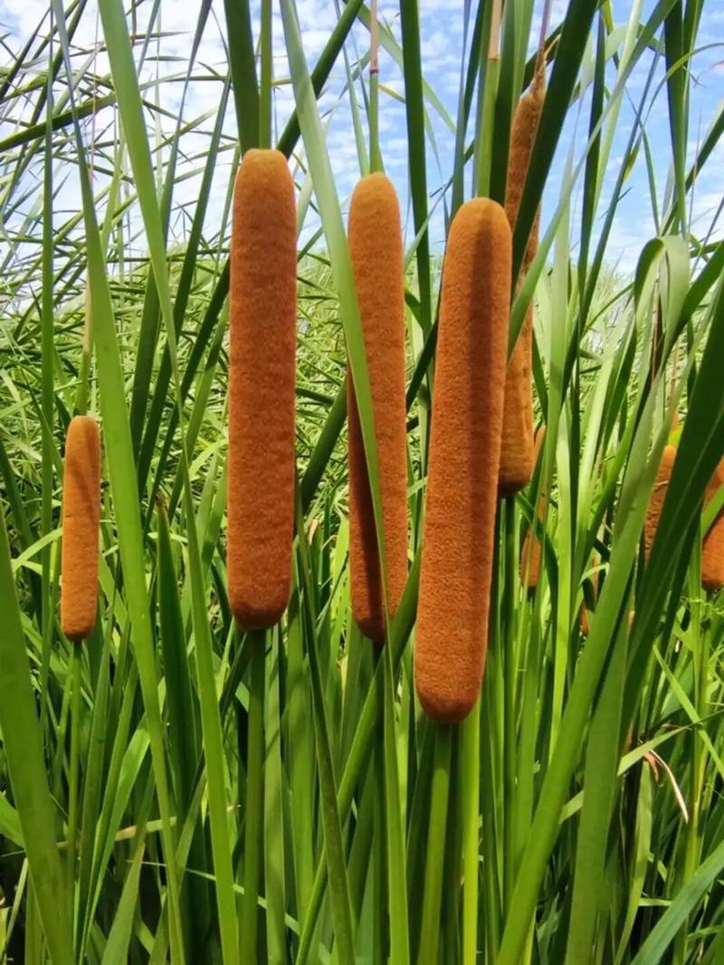 野生蒲棒量多价格从优
