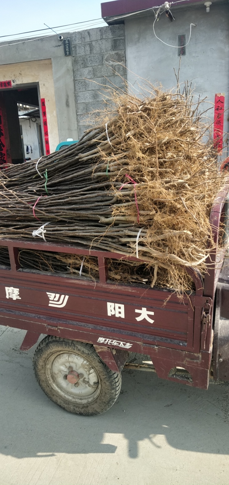 山农酥梨树苗新品种山农酥梨苗包邮到家