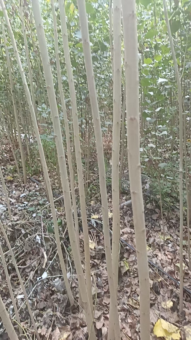 新疆杨