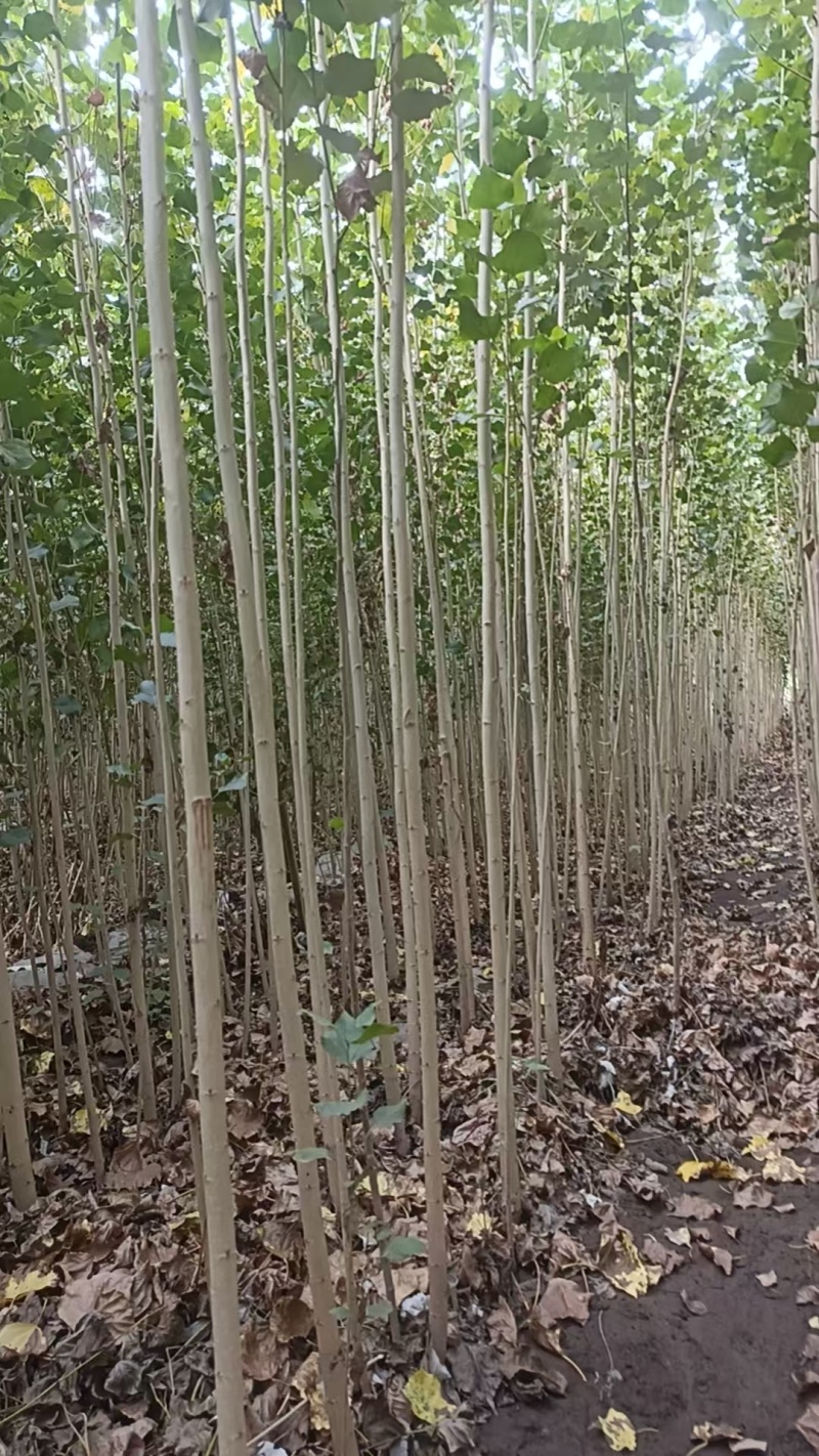 新疆杨